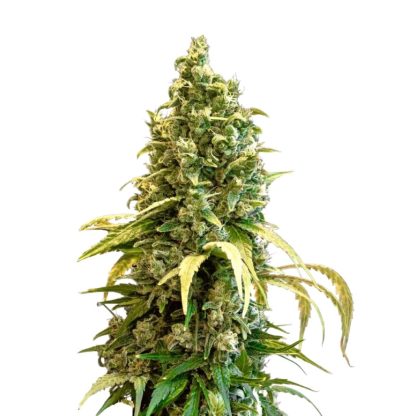 Acapulco Gold Seeds (34th Street)
