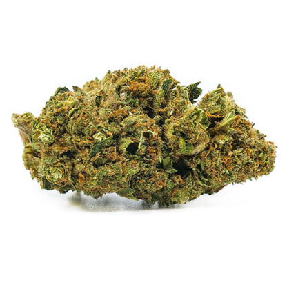 Shark Shock (Redecan)