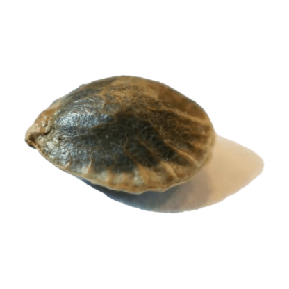 D3NALI (Erbaceous) Seeds