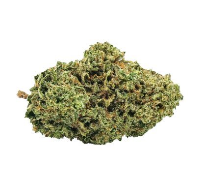 White Shark (Saturday) Pre-Roll