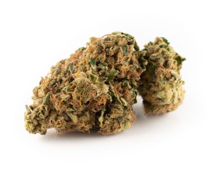 B.C. Sensi Star (Canna Farms)