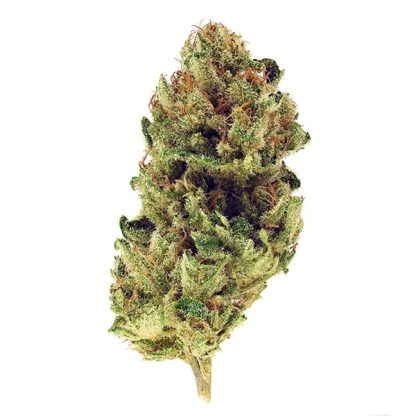 Harlequin (Tantalus) Pre-Roll