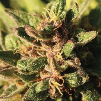Pineapple Muffin Autoflower Seeds (Humboldt)