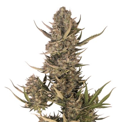 Pink Lemonade Auto Seeds (34th Street)