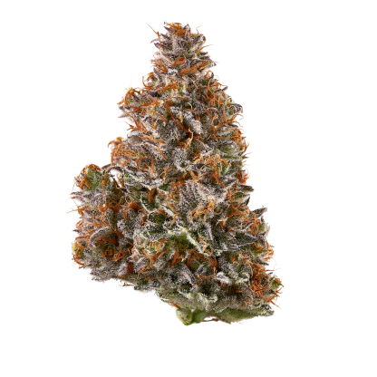 Early Lemon Berry (Nugz)
