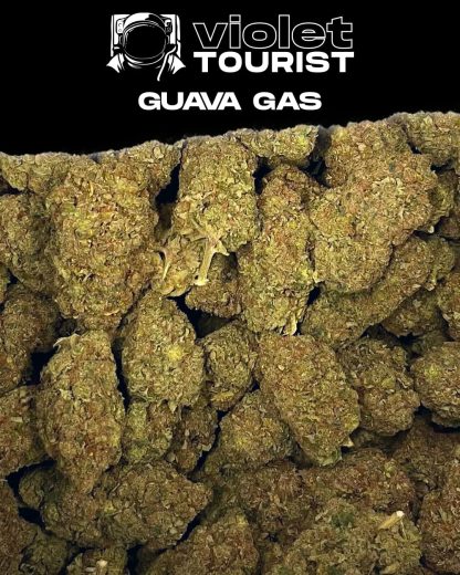 Guava Gas Superflower (Violet Tourist)