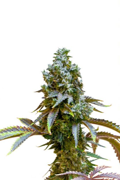 Sorbet #33 (34th Street) Seeds