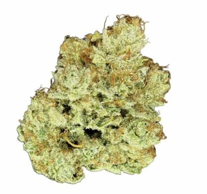 Sour Cheese OG (Elevator)
