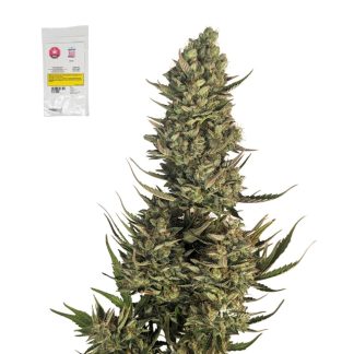 Blue Dream Seeds - 5 pack (Bag Seed Co.)