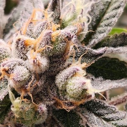 Cherry Fire (T8 Cannabis)