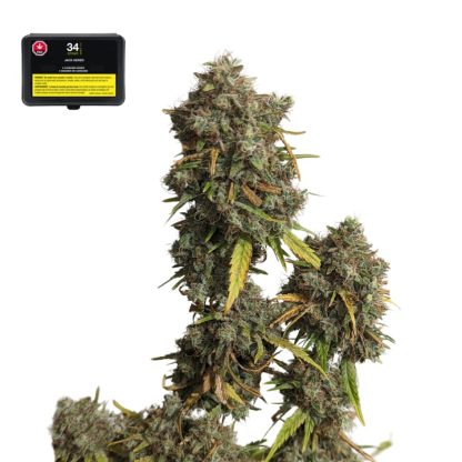 Jack Herer Seeds - 5pk (34th Street)
