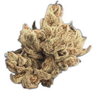 Purple Jet Airliner - 7g (Electric Lettuce)