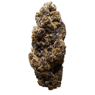 Frozen Cola Glass Tip P/R - 1 x 1g (3rd Coast Genetics)