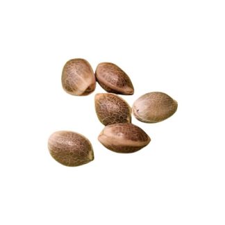 Cherry Lemonade Seeds - 11 (11Lemon)