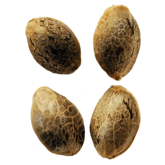 Multi Pack Seeds #1 - 4 (Dooba Doink)