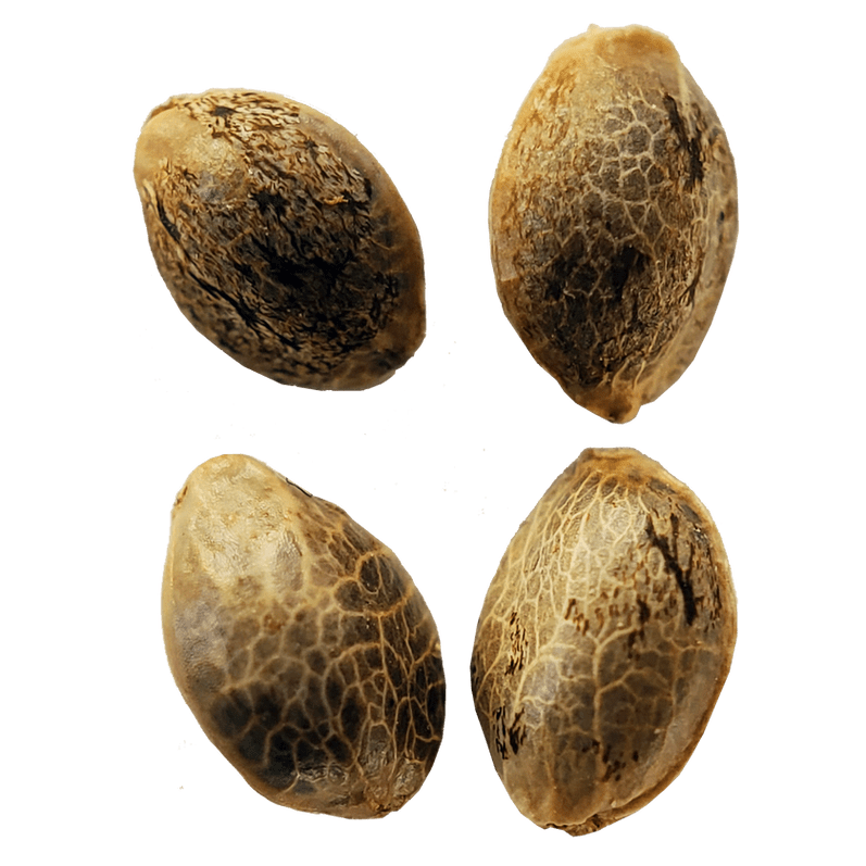 Lemon Sunshine Auto Flower Seeds - 4 (Dooba Doink)