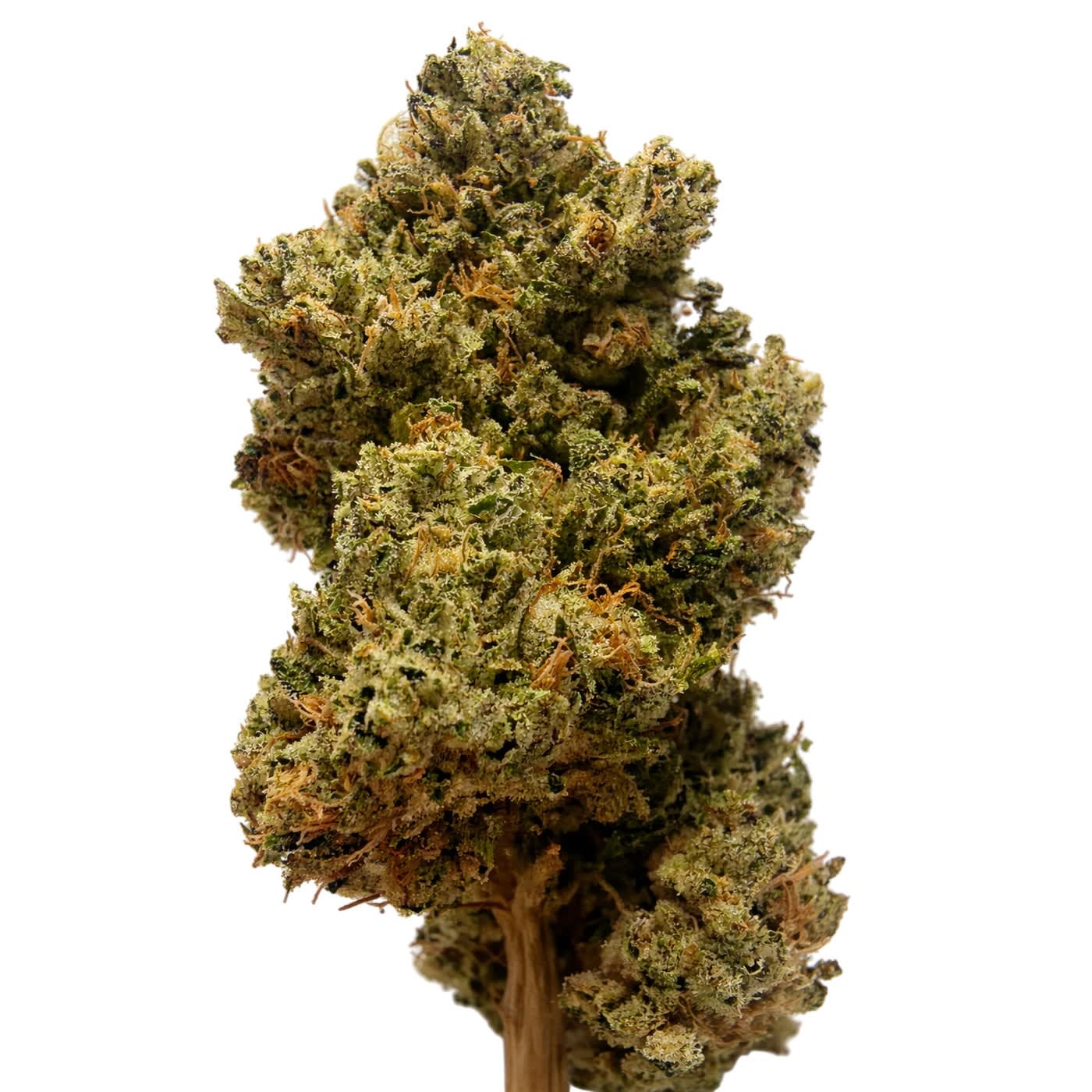 Pine Tar - 3.5g (Saltspring Magic)