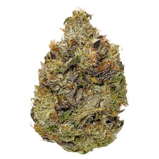 Timmy's OG Shark - 14g (Saltspring Magic)