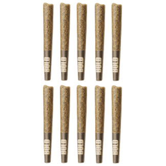 Root Beer Float P/R - 10 x 0.5g (Bold)